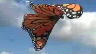 Giant Monarch Butterfly paraglider crashes on top of me!