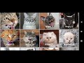 angry cat sound effect cats fighting sound effects aggressive male cat sounds