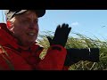 surrounded by albatross in the falklands