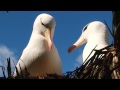 Surrounded by Albatross in the Falklands