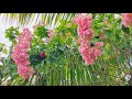 mussaenda beautiful flowering shrub tree