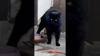 おかわりくれ　野良猫やまと君　lucky BLACK stray CAT　#cat #straycat #猫 #野良猫ちゃん #野良猫 #straypet #ねこ #ネコ　#地域猫活動