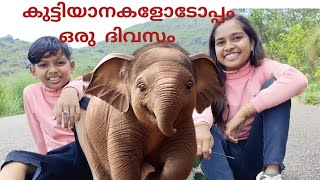 കുട്ടിയാനകളോടൊപ്പം ഒരു ദിവസം | Kottoor elephant rehabilitation centre | #kerala #elephant