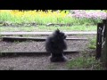 h27 2015 5 24⑤リルファのリリー【犬吉猫吉お散歩ウォッチング 293回目 】くじゅう花公園 大分県竹田市 15万株のアイスランドポピーが満開 橋渡りりー