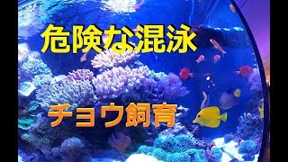 【サンゴ水槽】にタブーなチョウ飼育と多魚混泳.！