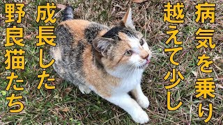 生まれて初めての病気を克服した野良猫たちの巻