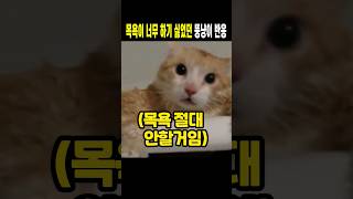 목욕이 너무 하기 싫었던 뚱냥이 반응