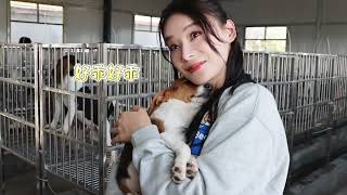 60只退役实验犬等待领养 前几天来到比格公社，探望了60只待领养的比格犬，每一只实验犬都值得被爱，以治愈发现新生！ @比格公社 我和狗狗的故事