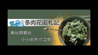 【雲朵的多肉花園札記】多肉植物集錦欣賞 #陽台多肉花園#窗台多肉花園#阿福花科#Asphodelaceae#百合科#多肉植物