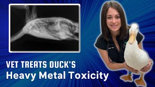 Veterinarian Treats Duck For Heavy Metal Toxicity