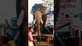 7620KG ഗുരുവായൂർ നന്ദൻ Guruvayour Nandhan #2023status #royalelephant #elephant #Guruvayour elephant