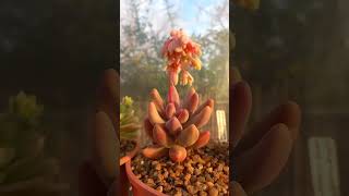 Floración Pachysedum 'Ganzhou' híbrido Pachyphytum viride x Sedum craigii