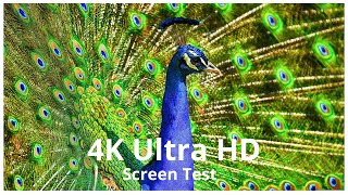 🌍 4K Ultra HD Screen Test - Stunning Details That Redefine Perfection! 🎥