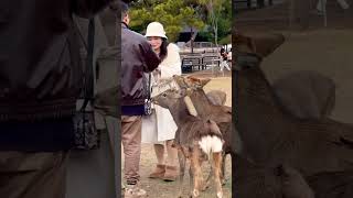 沢山の鹿ちゃんに喜ぶ観光客🫎NARA PARK