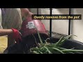 dividing aloe vera plants repotting tips