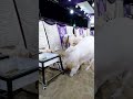 Dangerous Bull In Karachi Cow Mandi |Pakistani Angry Bell Video | Cows Videos | #FQ #shorts