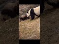 大熊猫双胞胎琳琳仔努力营业。 panda 大熊猫 animals cute baby panda