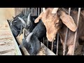 农村从煮羊肉到养殖黑山羊from cooking mutton to breeding black goats in rural areas