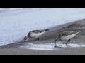 【4k】北海道　野鳥　渡り鳥　トウネンとキリアイ