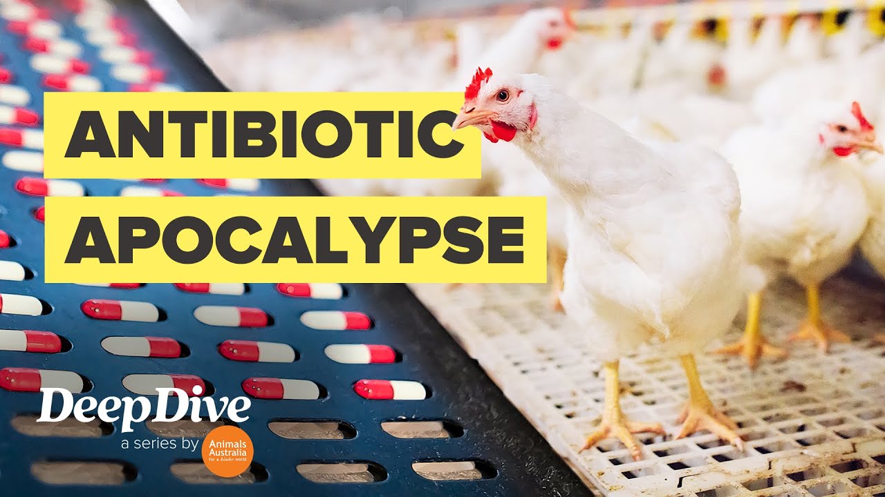 How Factory Farms Help Create Antibiotic Resistant Superbugs - YouTube