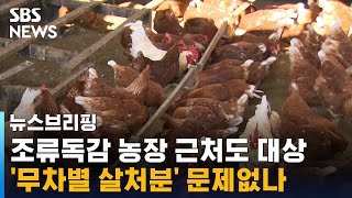 조류독감 '무차별 살처분', 문제없나 / SBS / 주영진의 뉴스브리핑