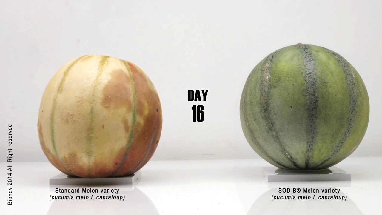 SOD B® Melon Variety - YouTube