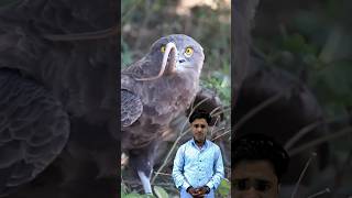 चील जमीन पर साँप से क्यों नहीं लड़ता 🤔 Eagle and snake fight