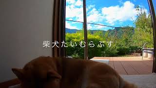 【３分間耐久】柴犬と窓から見える雲の流れをただ見るだけの動画