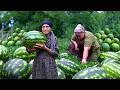 Harvesting Watermelon | Making Watermelon Jam and Lokum