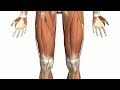 muscles of the thigh part 1 anterior compartment anatomy tutorial