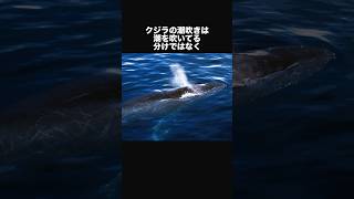 クジラに関する面白い豆知識