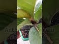 Anthurium Gemani | Cobra | Tornado | Garden Izdihaar #reels #tanamanhias #gardenizdihaar #anthurium