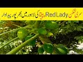 Growing Red Lady Papaya in Sri Lanka: A Fruitful Journey