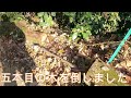 神奈川県・愛川町・厚木市・鳶尾山・やなみ峠・ナラ枯れ➎