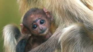 Northern Plains Gray Langur - The Best 4k ultra hd 2160p (60fps) Nature Video