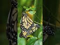 Epic Monarch Butterfly Migration