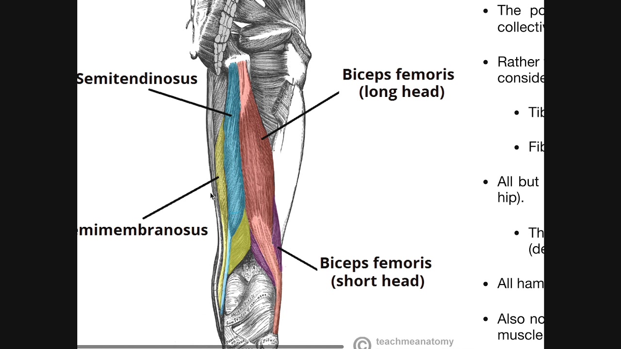 Posterior Thigh Compartment | Hamstrings Origins, Insertions, Etc ...