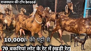 ₹10000@How to start goat/farming |(@India’s largest goat farming)@shree goat farm