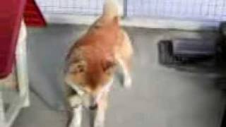 柴犬、8歳オス