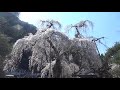 2021年3月26日　秩父市荒川　清雲寺のしだれ桜　weeping cherry blossoms at seiunji temple in arakawa chichibu