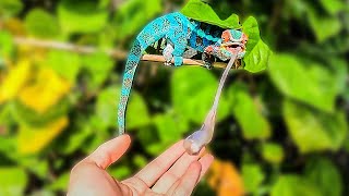 Checking out Lanni's Lizards Amazing Panther Chameleon Set Up