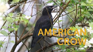 American Crow