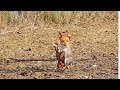 Control poblacional de conejos con podencos manetos