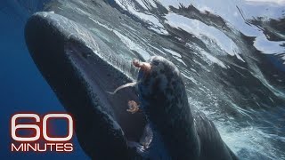 Sperm Whales of Dominica; Monkey Island; Sloths | 60 Minutes Full Episodes