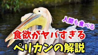 食欲がヤバすぎる　ペリカンの解説