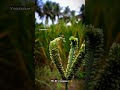 vivasayam whatsapp status tamil🌾🌾and forever agriculture🌾🌾and support in my video and 💥subscribe💥