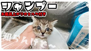 6子猫みんなシャンプーしました！風呂上がりのミルク「ごきゅごきゅ」【保護猫生活22日目】