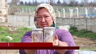 Kırklareli'nin fideleri ata mirası tohumlarla üretiliyor