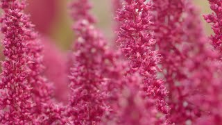 Harvesting Amaranth, a Superfood of Indigenous Agriculture | Women Entrepreneurs