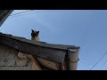 猫」青空と猫「cat u0026 peace」blue sky in the cat